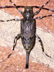 Graphisurus fasciatus