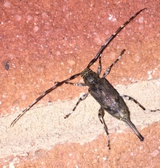 Graphisurus fasciatus