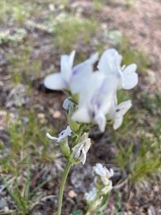 Oxytropis sericea