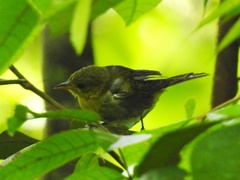 Hemithraupis flavicollis