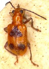 Neolema dorsalis