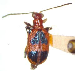 Neolema dorsalis