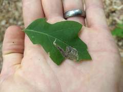 Coptotriche castaneaeella