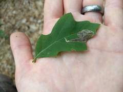 Coptotriche castaneaeella