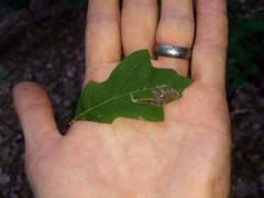 Coptotriche castaneaeella