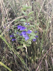 Scutellaria antirrhinoides