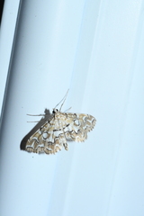 Elophila icciusalis
