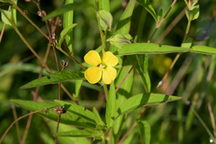 Ludwigia alternifolia