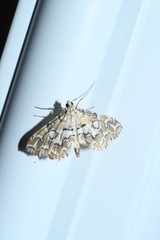 Elophila icciusalis
