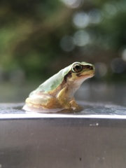 Hyla japonica