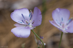 Calochortus nudus