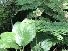 Rugelia nudicaulis