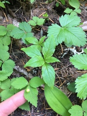 Anemonastrum deltoideum