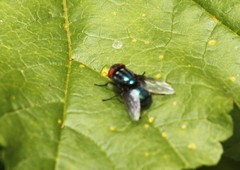 Compsomyiops callipes