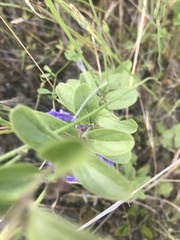 Scutellaria antirrhinoides