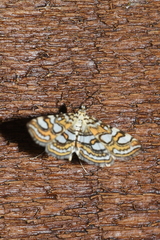 Elophila ekthlipsis