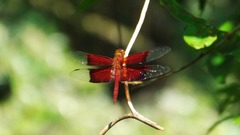 Camacinia gigantea