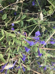 Scutellaria antirrhinoides