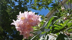 × chitalpa tashkentensis