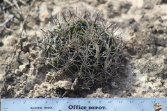 Coryphantha delicata
