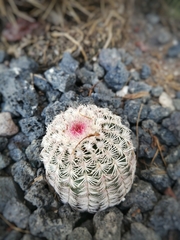 Echinocereus pectinatus