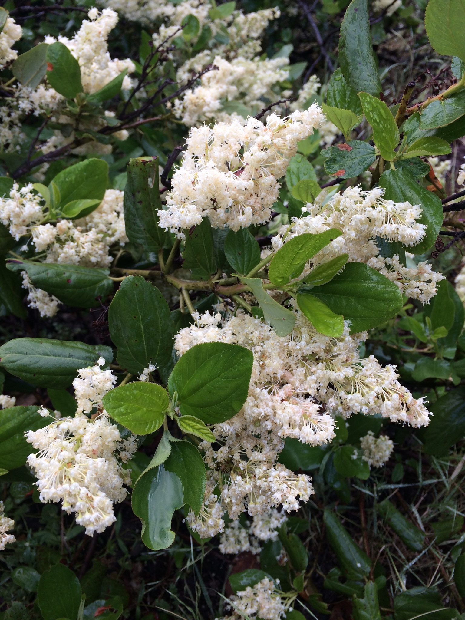 Ceanothus velutinus var. velutinus