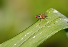 Muscoidea