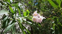 × chitalpa tashkentensis