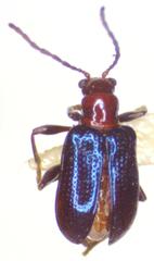 Neolema plumbea