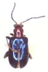 Neolema plumbea