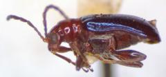 Neolema plumbea