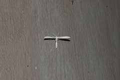 Hellinsia homodactylus