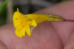 Erythranthe primuloides