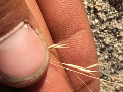 Deschampsia danthonioides