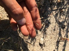 Deschampsia danthonioides