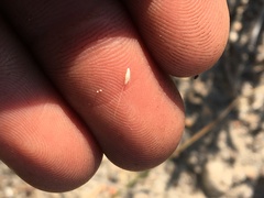 Deschampsia danthonioides