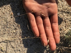 Deschampsia danthonioides