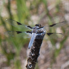Libellula nodisticta