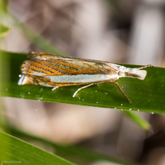 Crambus pascuella