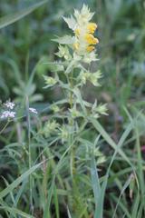 Rhinanthus serotinus