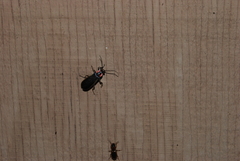 Podabrus brevicollis