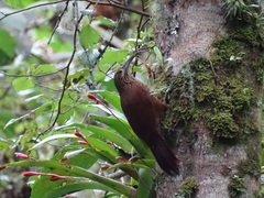 Xiphocolaptes promeropirhynchus