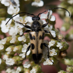 Lepturini