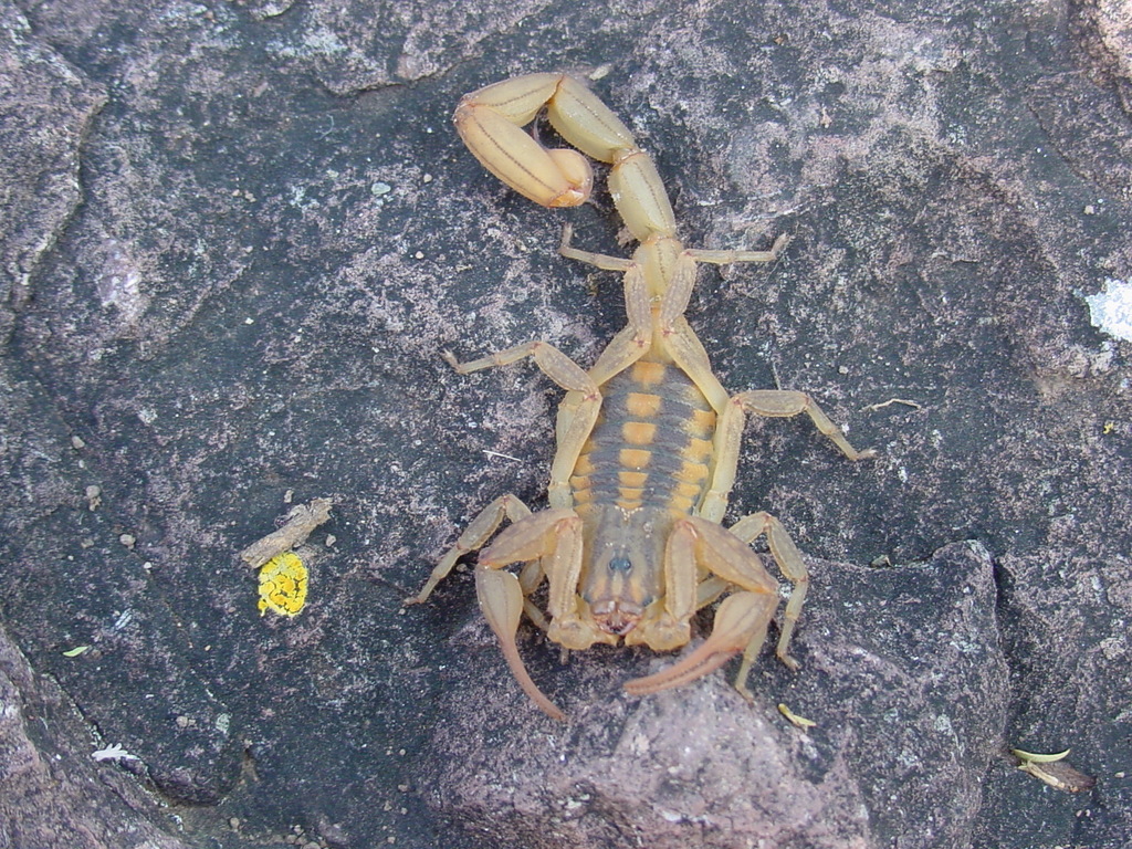 Centruroides limpidus