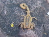 Centruroides limpidus - Photo (c) David Valenzuela, some rights reserved (CC BY-NC), uploaded by David Valenzuela