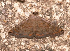 Toxonprucha pardalis