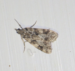 Eudonia delunella