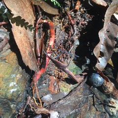 Austroargiolestes amabilis