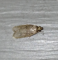 Autosticha kyotensis