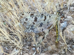 Palpares libelluloides